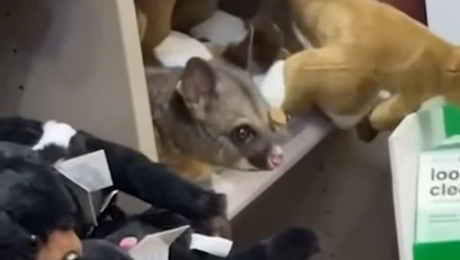 Οπόσουμ τρύπωσε σε κατάστημα δώρων στην Τασμανία