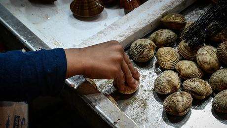 Φρούτα της θάλασσας στη Βαρβάκειο