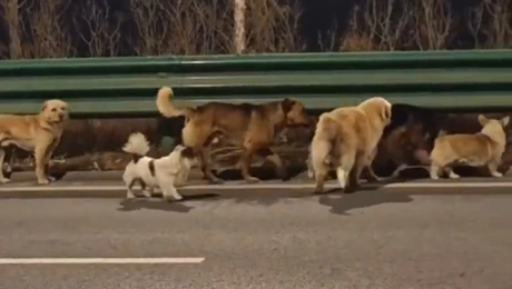 σκυλιά-Κίνα