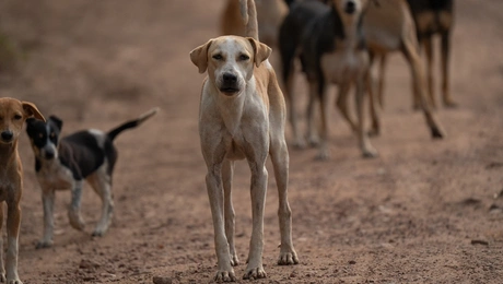 σκυλοι επιθεση πιερια