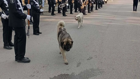 σκύλος-νάουσα