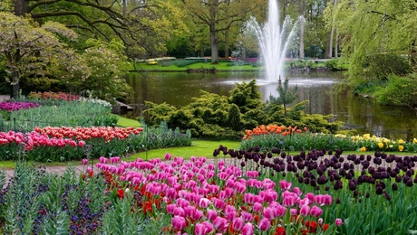 Keukenhof - Ολλανδία