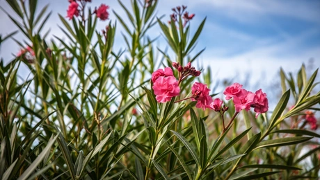 πικροδάφνη