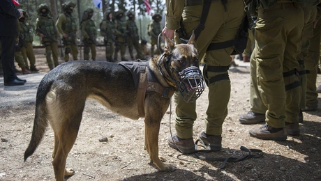 Εκπαιδευμένος σκύλος του ισραηλινού στρατού