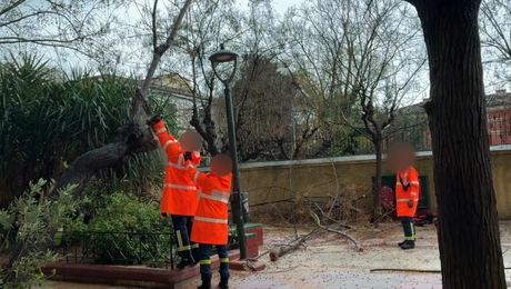 κακοκαιρια-πτωση-δεντρου