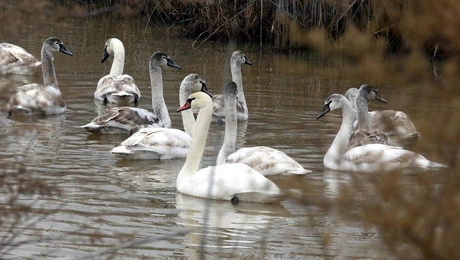 κυκνοι γριπη πτηνων καστορια