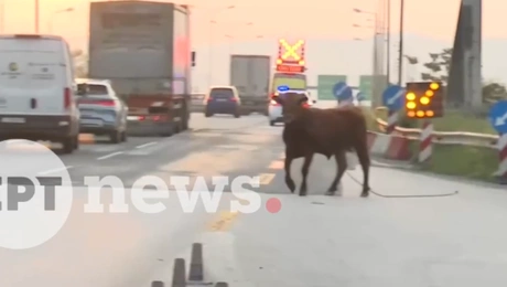 Μοσχάρι στην Εθνική Αθηνών - Θεσσαλονίκης