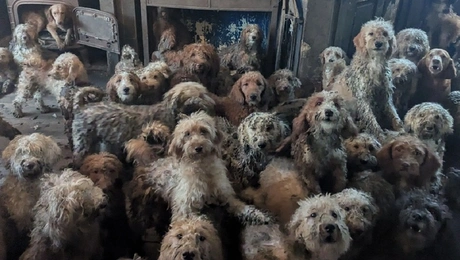 σκυλοι βρετανια φιλοζωικη