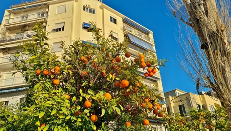 athina-nerantzia