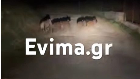 Αγριογούρουνα στην Εύβοια