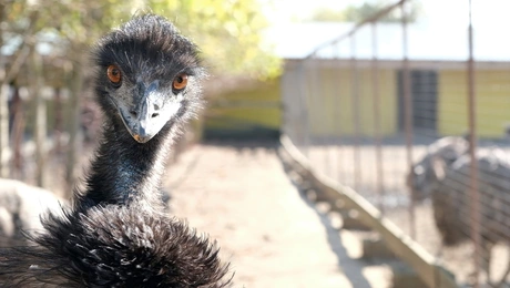emu