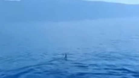 καρχαρίας 