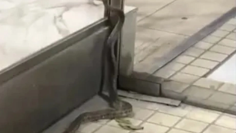 Φίδι στο κέντρο της Θεσσαλονίκης