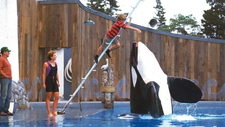 Free Willy ελευθερώστε τον Γουίλι