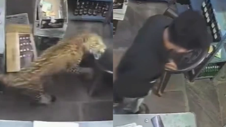 Η στιγμή της επίθεσης της λεοπάρδαλης