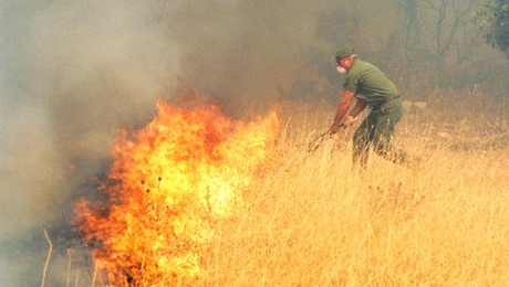 pyrkagkia dasos