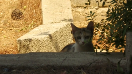Γάτα στην περιοχή των καμμένων