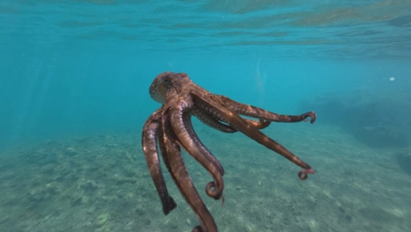 Χταπόδι στη θάλασσα
