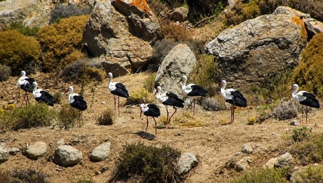 Πελαργοί στη Μύκονο