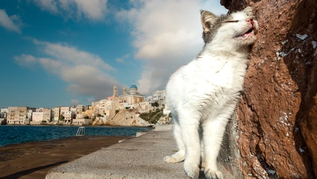 Γάτα στη Σύρο