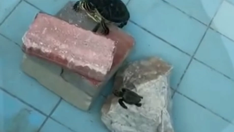 Μωρά χελονάκια σε διακοσμητική δεξαμενή