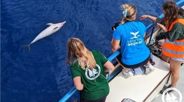 delfinia - aigaio