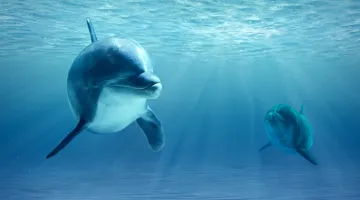 Δελφίνια 