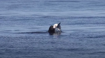 Θαλάσσιος λέοντας επιτίθεται σε καρχαρία