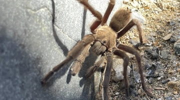 Η ταραντούλα που προκάλεσε τροχαίο ατύχημα