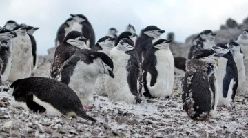 Οι πιγκουίνοι chinstrap