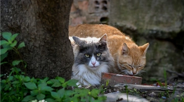 Αδέσποτες γάτες