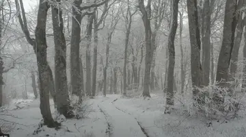 Γραμμένη Οξυά
