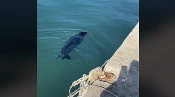 Φώκια κολυμπάει στην παραλία της Νέας Μηχανιώνας