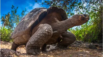 Γιγάντια χελώνα των Γκαλάπαγκος