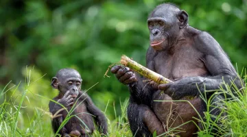 Πίθηκοι Μπονόμπο