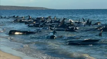 Φάλαινες ξεβράστηκαν σε ακτή της Αυστραλίας