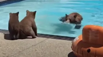 Αρκούδα δροσίζεται στα νερά πισίνας στην Καλιφόρνια