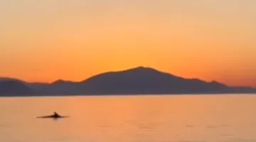 Βουτιές δελφινιών στην Εύβοια