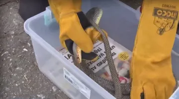 Το φίδι που βρέθηκε στη Θεσσαλονίκη