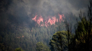 Φωτιά σε δάσος