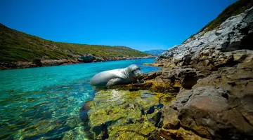 φωκια παραλια ελλαδα