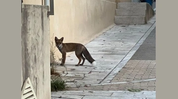 Μια αλεπού στο Παγκράτι