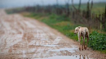 Εγκαταλελειμμένος σκύλος