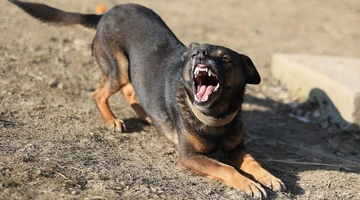 Σκύλος γαβγίζει