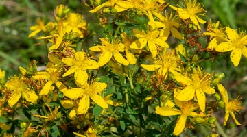 αρωματικά φυτά