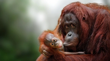 Ουραγκοτάγκοι