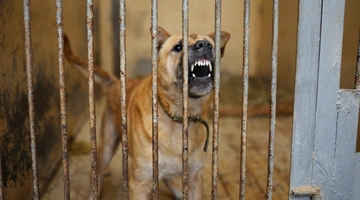 Σκύλος που γαβγίζει