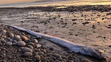 Το «ψάρι της καταστροφής» σε ακτή της Καλιφόρνια