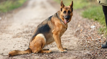 germanikos poimenikos