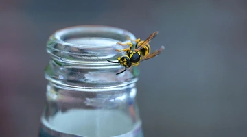 Σφήκα σε στόμιο μπουκαλιού